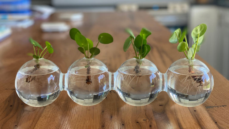How to Propagate Plants in Water with Kids.