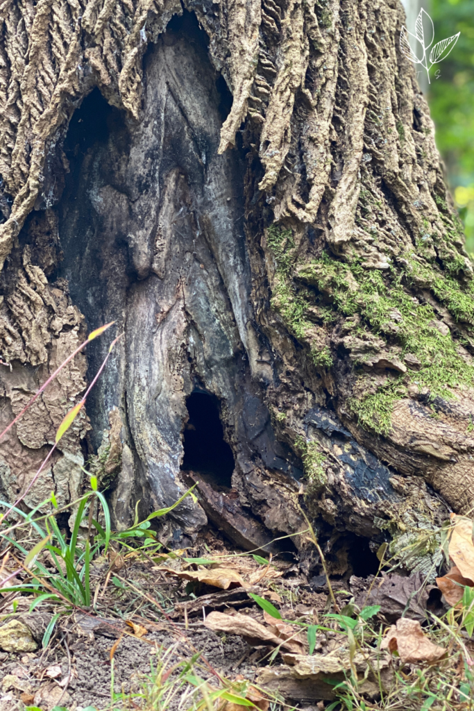 a hole in the base of a tree that has moss and leaves surrounding it