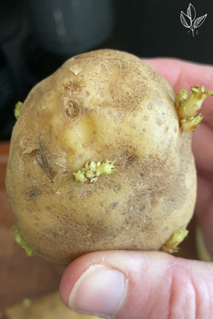 a sprouted potato