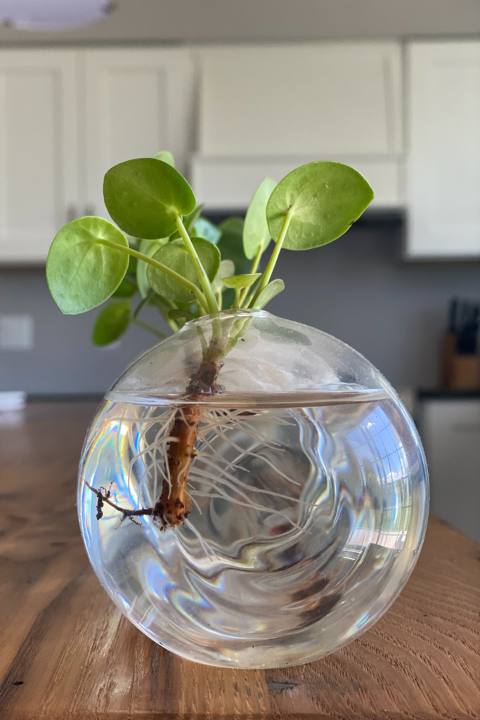 How to Propagate Plants in Water with Kids. – Thoughtfully SustainaƄle