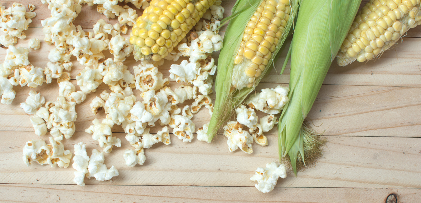 popcorn kernels lay on a table with corn cobs