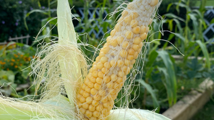 How to Grow Your Own Popcorn - Thoughtfully Sustainable