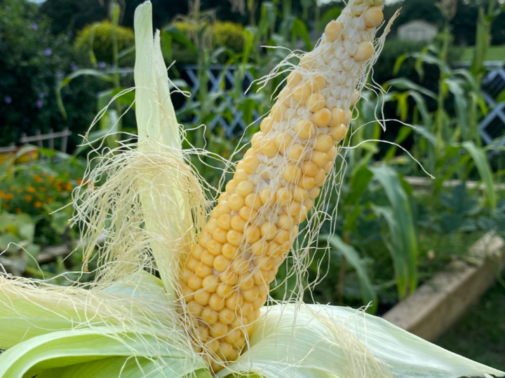 How to Grow Your Own Popcorn - Thoughtfully Sustainable