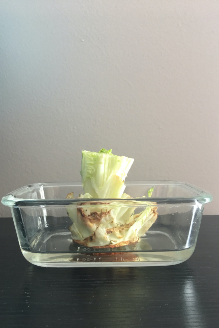 How to Regrow Vegetables From Food Scraps + Free Science Experiment ...