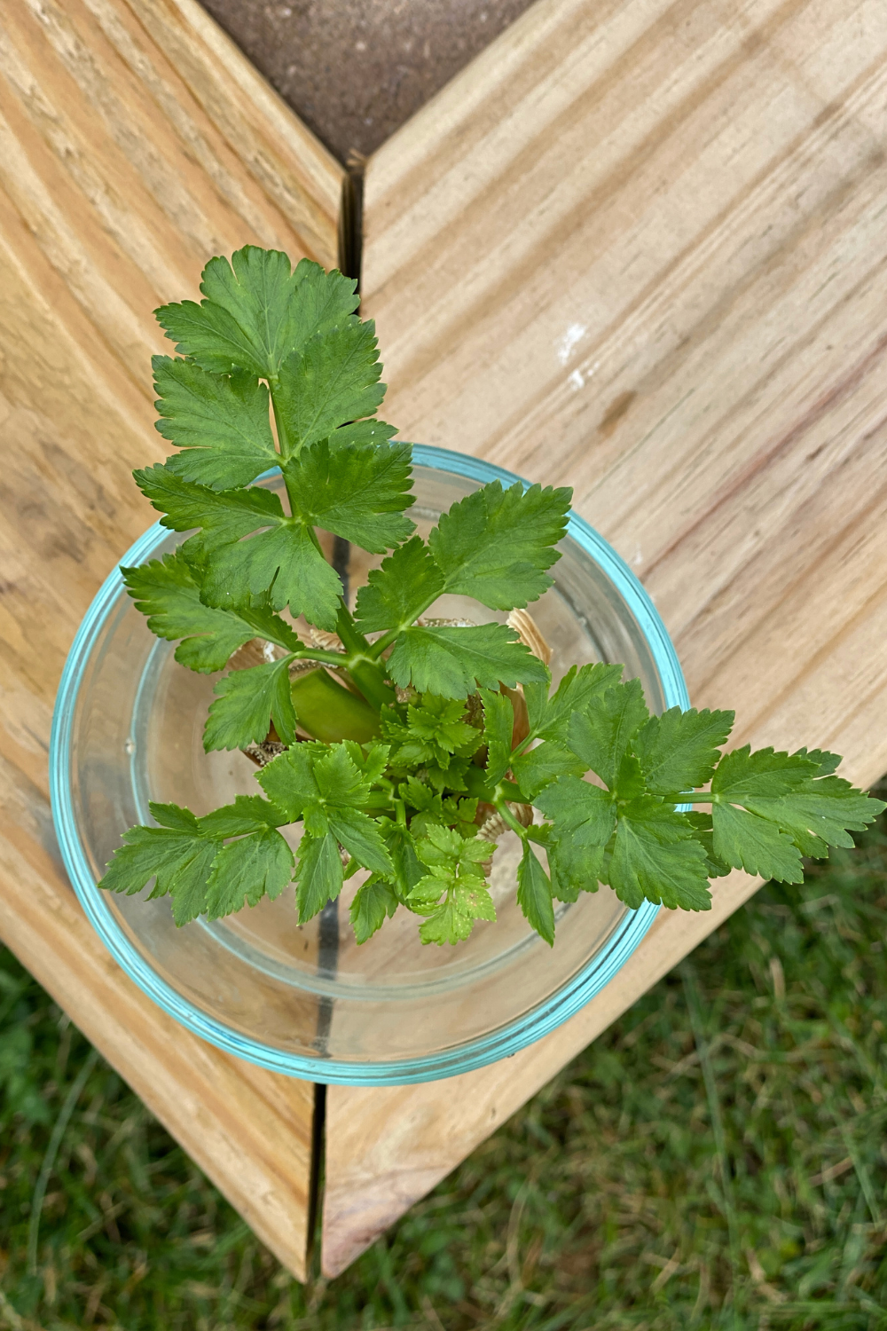 How to Regrow Vegetables From Food Scraps + Free Science Experiment ...