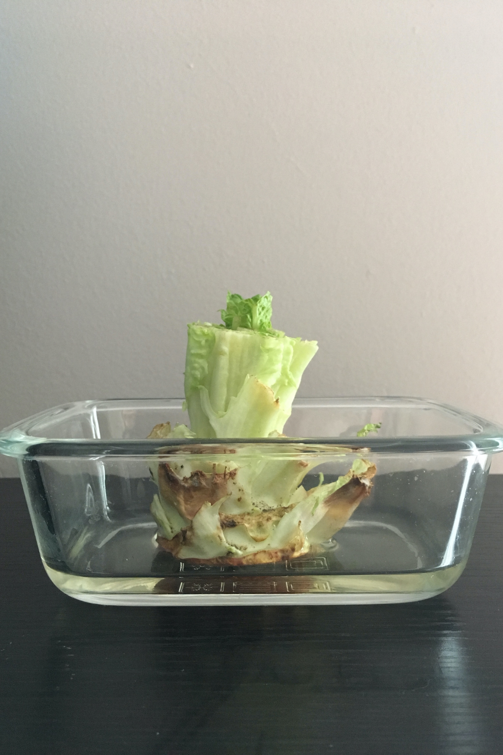 How to Regrow Vegetables From Food Scraps + Free Science Experiment ...