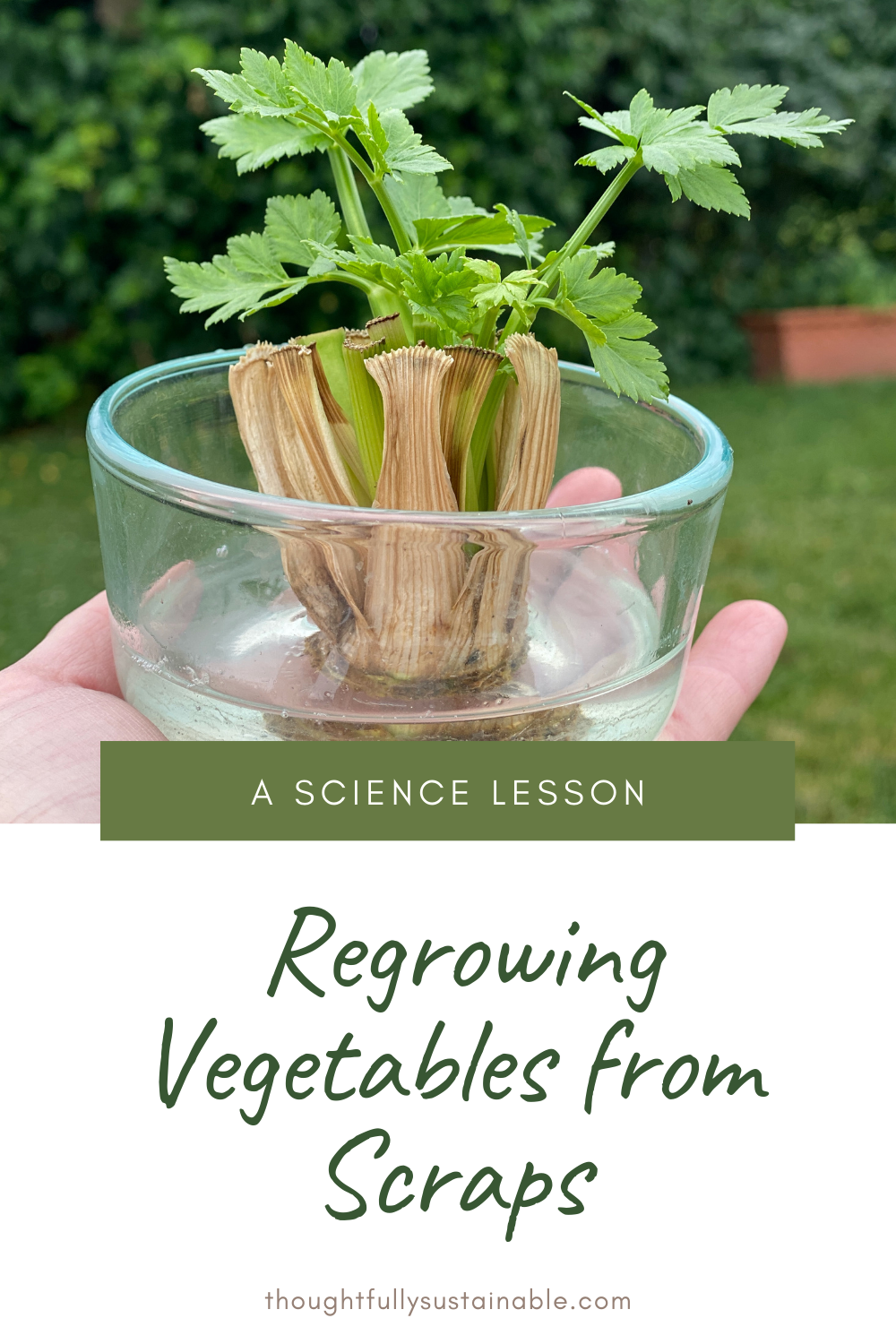 How to Regrow Vegetables From Food Scraps + Free Science Experiment ...