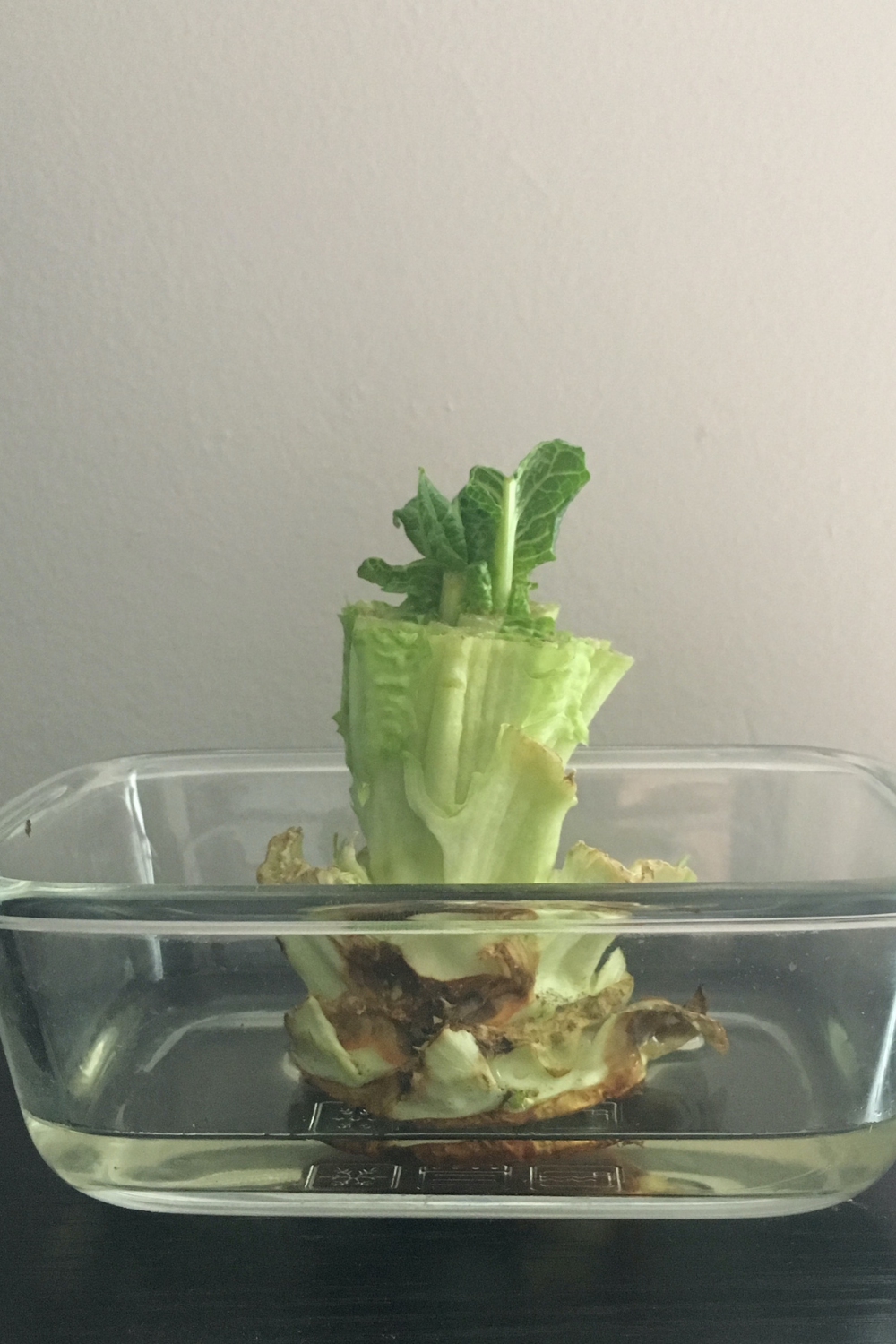 How to Regrow Vegetables From Food Scraps + Free Science Experiment ...