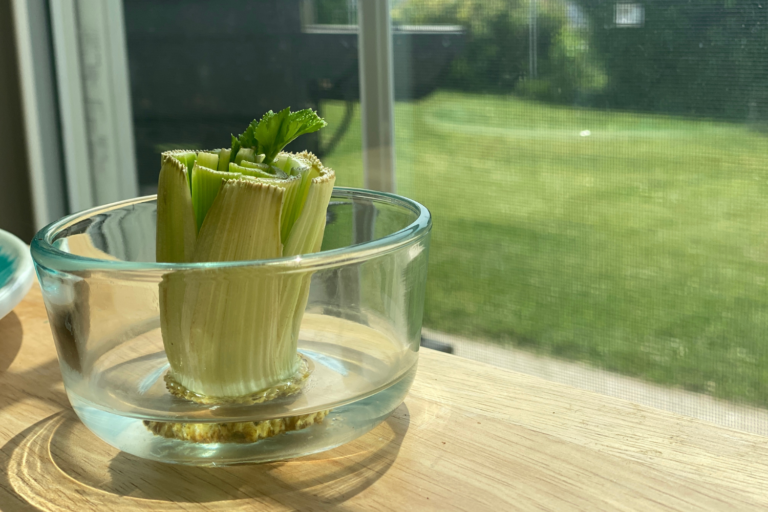 based of lettuce stalk sits in a shallow glass dish of water on a windowsill