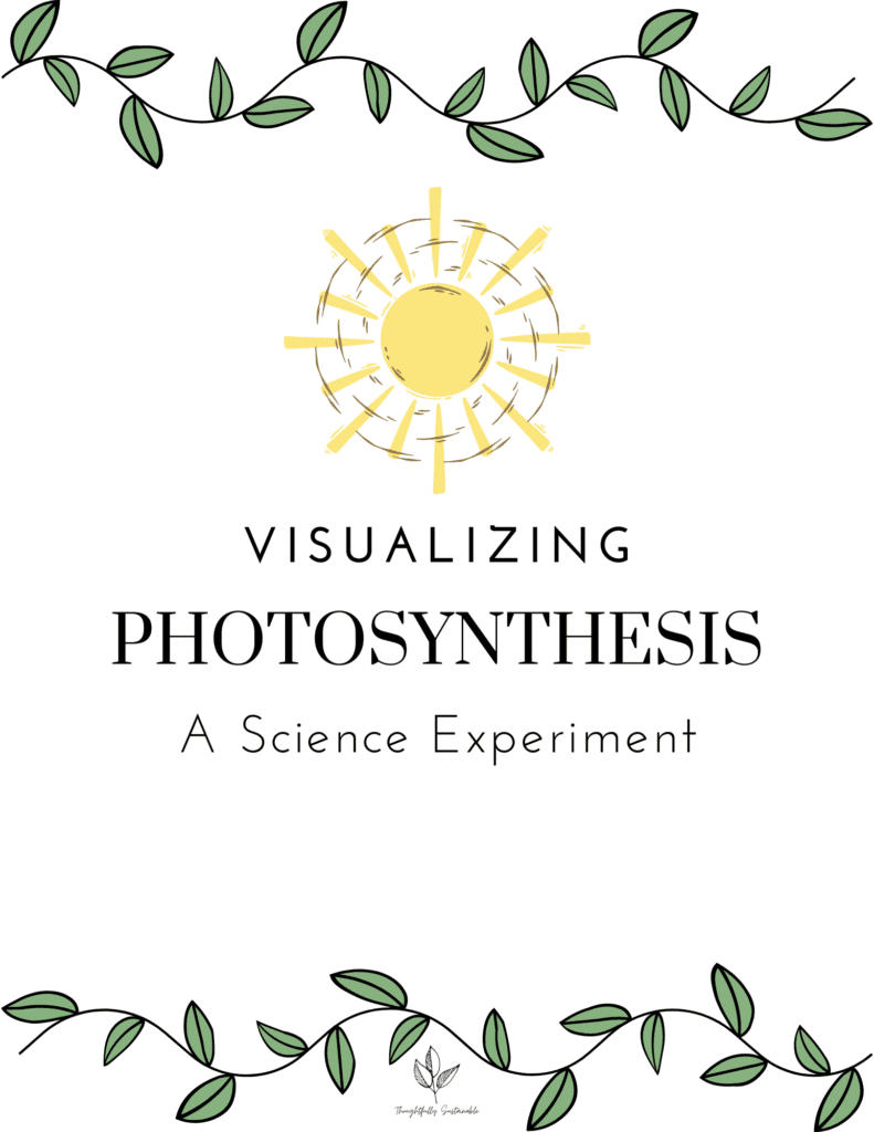 Visualizing Photosynthesis