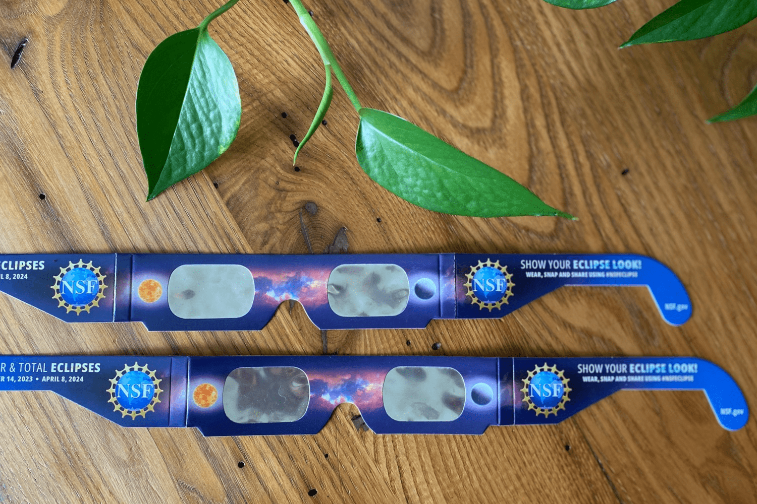 Solar eclipse glasses sit on a wooden table with a green plant