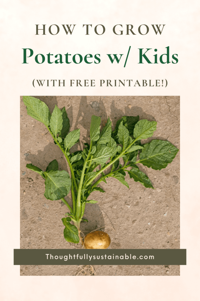 How to Grow Potatoes with Kids